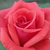 Rdeča - Grandiflora - floribunda vrtnice - Rosalynn Carter